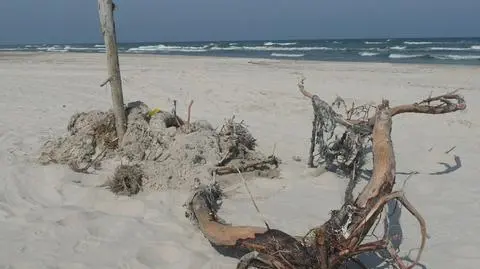 Substancja z plaży 
jedzie do Tarnowa 