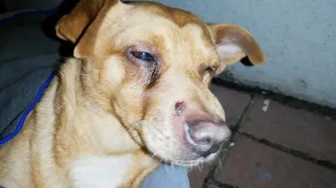 Lubuskie: Ktoś skatował psa. Bił tępym narzędziem i strzelał do niego