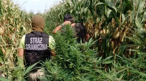 Plantacje marihuany ukryte na polach kukurydzy
