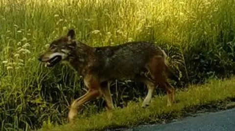 Wilk zaatakował dzieci. Dlaczego nie bał się człowieka?