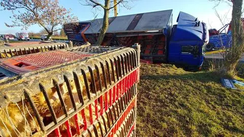 Ciężarówka z żywymi kaczkami wpadła do rowu. Ptaki się rozbiegły, wyłapywali je strażacy