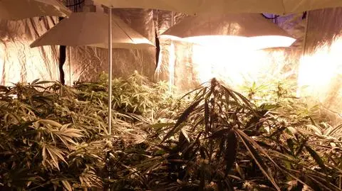Garaż jak dżungla. 35-latek odpowie za nielegalną plantację