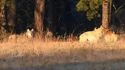 Spacerujące wilki nagrał Grzegorz Drzymała
