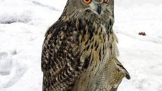 Puchacz Bubo bubo na wolności żyje do 20 lat