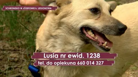 Lusia szuka nowego domu