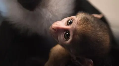 Zoo Wrocław. Narodziny koczkodana górskiego