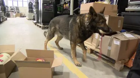 Czworonożny supercelnik: w miesiąc oszczędził fiskusowi ponad 100 tys.