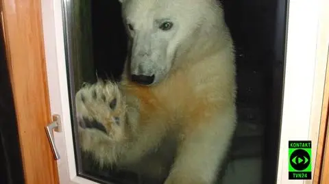 Niedźwiedzie zaglądają do okien
