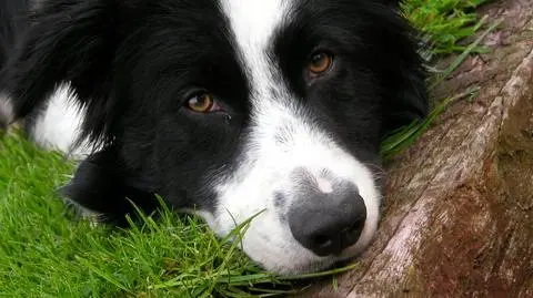 Psy liczą do pięciu