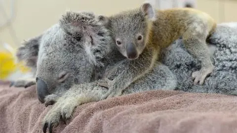 Koala towarzyszył mamie podczas operacji