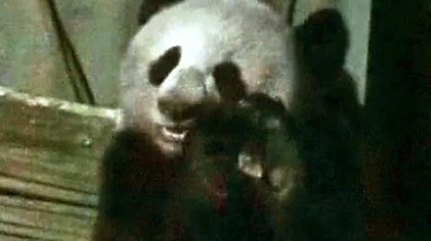 Głodne pandy w natarciu