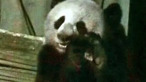 Głodne pandy w natarciu
