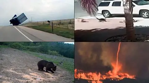 Kotka broniąca chłopca bezkonkurencyjna. Wybraliście wideo tygodnia