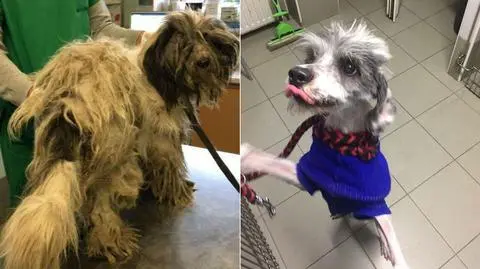 Skrajnie wychudzony pies odebrany z domu