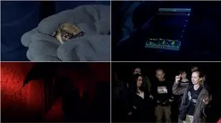 Jak obserwować nietoperze? 