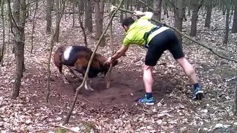Leśniczy chce nagrodzić biegacza, który uratował muflona