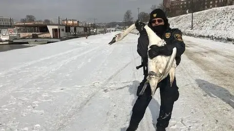 Łabędź złamał nogę, nie mógł odlecieć