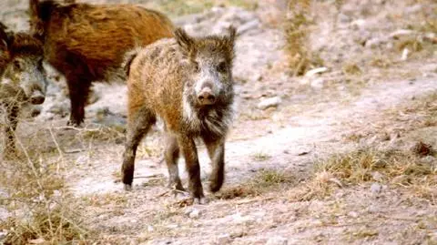 Dostali mandat za przetrzymywanie dzika