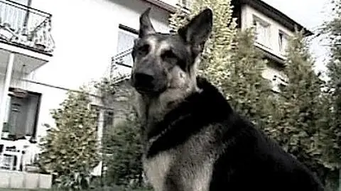 Ira(siad) nie żyje