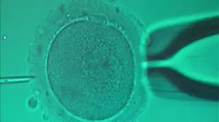 Ruszył nabór do kolejnego programu in vitro 