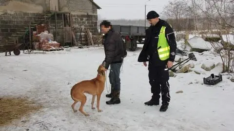 Pacanów. Za brak zezwolenia na posiadanie chartów grozi mu więzienie