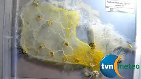 Pleśń rysuje mapy drogowe