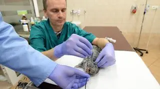 Szynszyla w trakcie endoskopii na Uniwersytecie Przyrodniczym