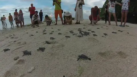 Setki małych żółwi popędziło w kierunku oceanu