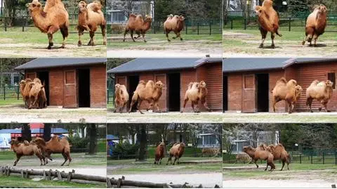 Śląski Ogród Zoologiczny. Szaleństwo wielbłądów na wybiegu