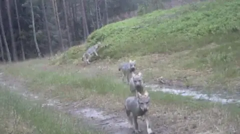 Nadleśnictwo Bytów. Małe wilki w oku kamery