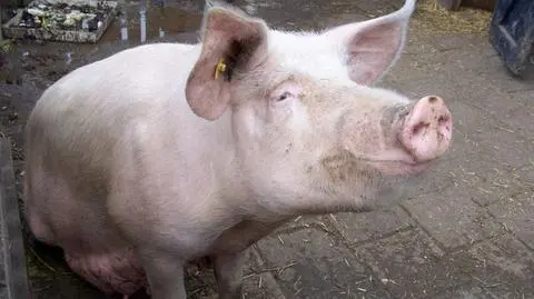 "Świnka, około 200 kilogramów, wpadła do dołu z gnojówką"