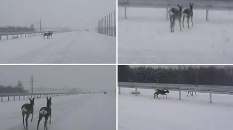 Tak się wyprasza sarny z budowy drogi ekspresowej