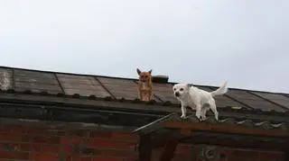 Mogły wychodzić jedynie na pochyły dach