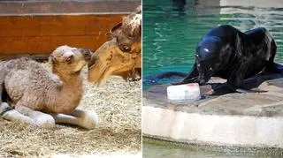Upalny środek lata we wrocławskim zoo