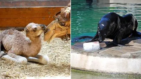 Wielbłąd Karim ma braciszka, kotiki chłodzą się lodami. Środek lata w zoo