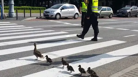 Gdańsk: Pomogli przejść kaczkom przez ruchliwą ulicę