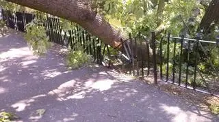 Spadająca, potężna gałąź zmiażdżyła metalową barierkę