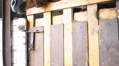 Pomorze: Konie, które padły w stadninie otruto lub porażono prądem