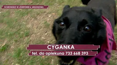 Zapraszamy do zapoznania się z kolejnym pieskiem który szuka domu
