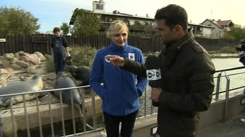 Reni Jusis chce pomagać fokom. "Trudno się oprzeć ich urokowi"