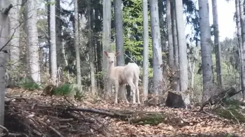 Łania daniela żyje w Górach Sowich. Jest albinosem, rzuca się w oczy