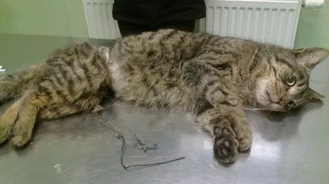 Animalsi z Oświęcimia uratowali kota