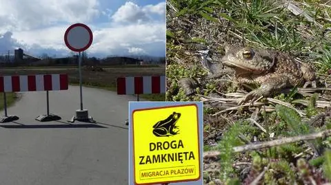 Zamknęli drogę, by ratować migrujące ropuchy