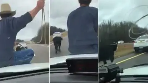 Krowa na środku autostrady. Tak poradził sobie kowboj
