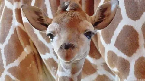 Chorzów. Urodziła się żyrafa