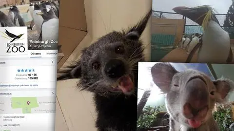 Zwierzęta w zoo robią sobie selfie