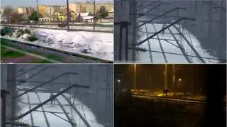 Łoś został schwytany i wrócił do lasu