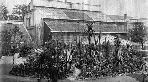 Palmiarnia w czasach świetności: 
zobacz archiwalne zdjęcia