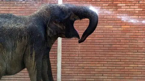 Słonie w szale tratowały wioski