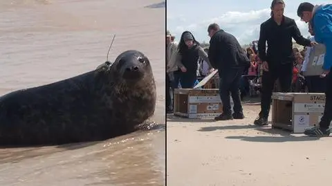 Norda, Natka i Neptun już na wolności